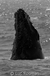 Whale 
Monterey USA by Luc Rooman 